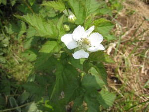 ブラックベリーの花