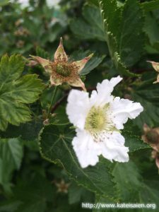 ラズベリーの花