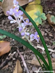 タマリュウの花1