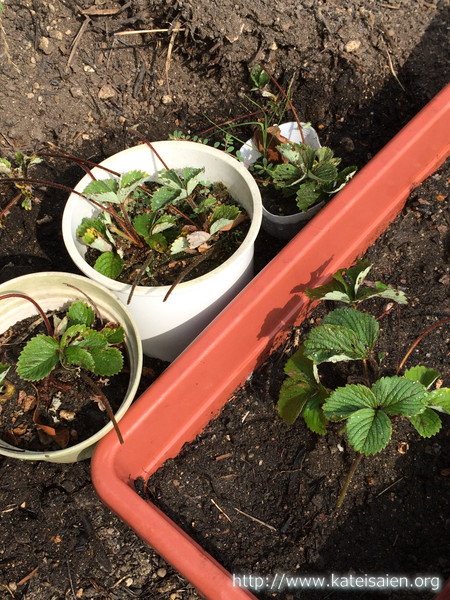 いちごの植替え時期は秋！