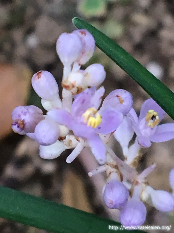タマリュウの花は薄紫色