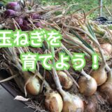 玉ねぎ