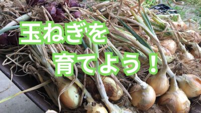 【完全版】玉ねぎの育て方｜プランター・地植えの手順を初心者向けに徹底解説！失敗しないコツも紹介